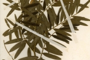 <strong>Leguminosae-Papilionoideae - Tephrosia - Tephrosia vogelii Hook.f.</strong><br />© hnb