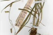 <strong>Poaceae - Eragrostis - Eragrostis superba Peyr.</strong><br />© hnb