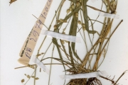 <strong>Poaceae - Eragrostis - Eragrostis superba Peyr.</strong><br />© hnb