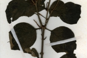 <strong>Loranthaceae - Phragmanthera - Phragmanthera capitata (Spreng.) Balle</strong><br />© hnb