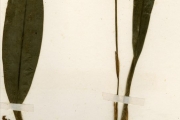 <strong>Orchidaceae - Eulophidium - Oeceoclades maculata (Lindl.) Lindl.</strong><br />© hnb