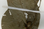 <strong>Icacinaceae - Icacina - Icacina trichantha Oliv.</strong><br />© hnb