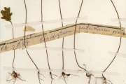 <strong>Oxalidaceae - Biophytum - Biophytum umbraculum Welw.</strong><br />© hnb