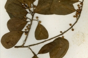 <strong>Moraceae - Ficus - Ficus natalensis Hochst. subsp. leprieurii (Miq.) C.C.Berg</strong><br />© hnb