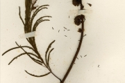 <strong>Leguminosae-Mimosoideae - Calliandra - Calliandra subspicata Benth.</strong><br />© hnb