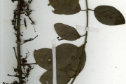 <strong>Loranthaceae - Tapinanthus - Tapinanthus globiferus (A.Rich.) Tiegh.</strong><br />© hnb