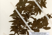 <strong>Olacaceae - Olax - Olax subscorpioidea Oliv.</strong><br />© hnb