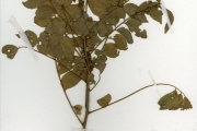 <strong>Rutaceae - Clausena - Clausena anisata (Willd.) Hook.f. ex Benth.</strong><br />© hnb
