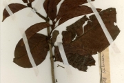 <strong>Rubiaceae - Psychotria - Psychotria articulata (Hiern) E.M.A.Petit</strong><br />© hnb