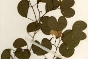 <strong>Leguminosae-Caesalpinioideae - Piliostigma - Piliostigma reticulatum (DC.) Hochst.</strong><br />© hnb