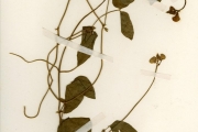 <strong>Leguminosae-Papilionoideae - Vigna - Vigna luteola (Jacq.) Benth.</strong><br />© hnb