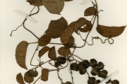 <strong>Dioscoreaceae - Dioscorea - Dioscorea alata L.</strong><br />© hnb