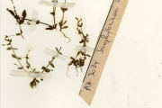 <strong>Scrophulariaceae - Lindernia - Lindernia nummulariifolia (D.Don) Wettst.</strong><br />© hnb