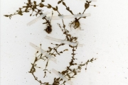 <strong>Scrophulariaceae - Lindernia - Lindernia nummulariifolia (D.Don) Wettst.</strong><br />© hnb