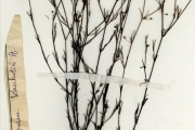 <strong>Rubiaceae - Kohautia - Kohautia tenuis (Bowdich) Mabb.</strong><br />© hnb