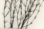 <strong>Rubiaceae - Kohautia - Kohautia tenuis (Bowdich) Mabb.</strong><br />© hnb