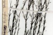 <strong>Rubiaceae - Kohautia - Kohautia tenuis (Bowdich) Mabb.</strong><br />© hnb