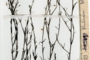 <strong>Rubiaceae - Kohautia - Kohautia tenuis (Bowdich) Mabb.</strong><br />© hnb
