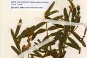 <strong>Leguminosae-Papilionoideae - Tephrosia - Tephrosia flexuosa G.Don</strong><br />© hnb