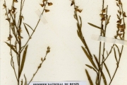 <strong>Leguminosae-Papilionoideae - Crotalaria - Crotalaria leprieurii Guill. & Perr.</strong><br />© hnb