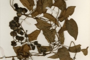 <strong>Dioscoreaceae - Dioscorea - Dioscorea togoensis Knuth</strong><br />© hnb