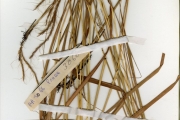 <strong>Poaceae - Andropogon - Andropogon schirensis A.Rich.</strong><br />© hnb