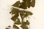 <strong>Cucurbitaceae - Cucumis - Zehneria capillacea (Schumach.) C.Jeffrey</strong><br />© hnb