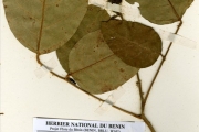 <strong>Leguminosae-Papilionoideae - Erythrina - Erythrina senegalensis DC.</strong><br />© hnb
