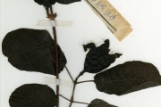 <strong>Rubiaceae - Oligocodon - Oligocodon cunliffeae (Wernham) Keay</strong><br />© hnb