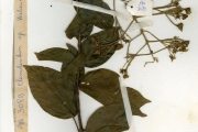 <strong>Verbenaceae - Clerodendrum - Clerodendrum thyrsoideum Gürke</strong><br />© hnb