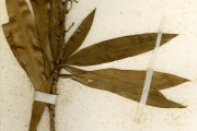 <strong>Asparagaceae - Dracaena - Dracaena mannii Baker</strong><br />© hnb