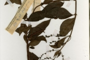 <strong>Rubiaceae - Sacosperma - Sacosperma paniculatum (Benth.) G.Taylor</strong><br />© hnb