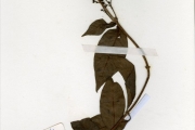 <strong>Rubiaceae - Sacosperma - Sacosperma paniculatum (Benth.) G.Taylor</strong><br />© hnb