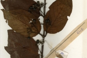 <strong>Rubiaceae - Psydrax - Psydrax subcordata (DC.) Bridson</strong><br />© hnb