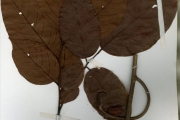 <strong>Leguminosae-Papilionoideae - Dalbergia - Dalbergia heudelotii Stapf</strong><br />© hnb