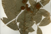 <strong>Sapindaceae - Glenniea - Glenniea africana (Radlk.) Leenh.</strong><br />© hnb