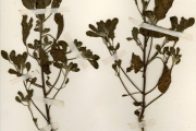 <strong>Boraginaceae - Coldenia - Coldenia procumbens L.</strong><br />© hnb