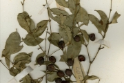 <strong>Loganiaceae - Strychnos - Strychnos usambarensis Gilg</strong><br />© hnb