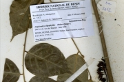 <strong>Leguminosae-Papilionoideae - Angylocalyx - Angylocalyx oligophyllus (Baker) Baker f.</strong><br />© hnb
