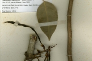 <strong>Leguminosae-Papilionoideae - Angylocalyx - Angylocalyx oligophyllus (Baker) Baker f.</strong><br />© hnb