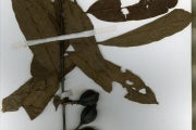<strong>Rubiaceae - Cuviera - Cuviera macroura K.Schum.</strong><br />© hnb