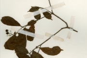 <strong>Violaceae - Rinorea - Rinorea kibbiensis Chipp</strong><br />© hnb