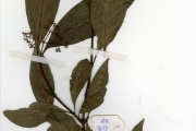 <strong>Rubiaceae - Psychotria - Psychotria calva Hiern</strong><br />© hnb