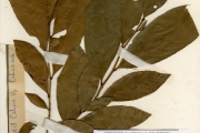 <strong>Ochnaceae - Campylospermum - Campylospermum glaberrimum (P.Beauv.) Farron</strong><br />© hnb