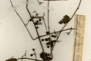 <strong>Rubiaceae - Keetia - Keetia leucantha (K.Krause) Bridson</strong><br />© hnb