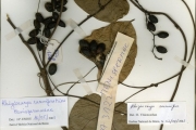 <strong>Menispermaceae - Rhigiocarya - Rhigiocarya racemifera Miers</strong><br />© hnb