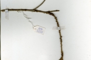 <strong>Sapotaceae - Synsepalum - Synsepalum brevipes (Baker) T.D.Penn.</strong><br />© hnb