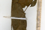 <strong>Sapotaceae - Synsepalum - Synsepalum brevipes (Baker) T.D.Penn.</strong><br />© hnb