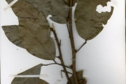 <strong>Sapindaceae - Pancovia - Pancovia bijuga Willd.</strong><br />© hnb