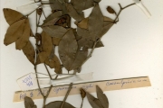 <strong>Leguminosae-Caesalpinioideae - Cynometra - Cynometra vogelii Hook.f.</strong><br />© hnb